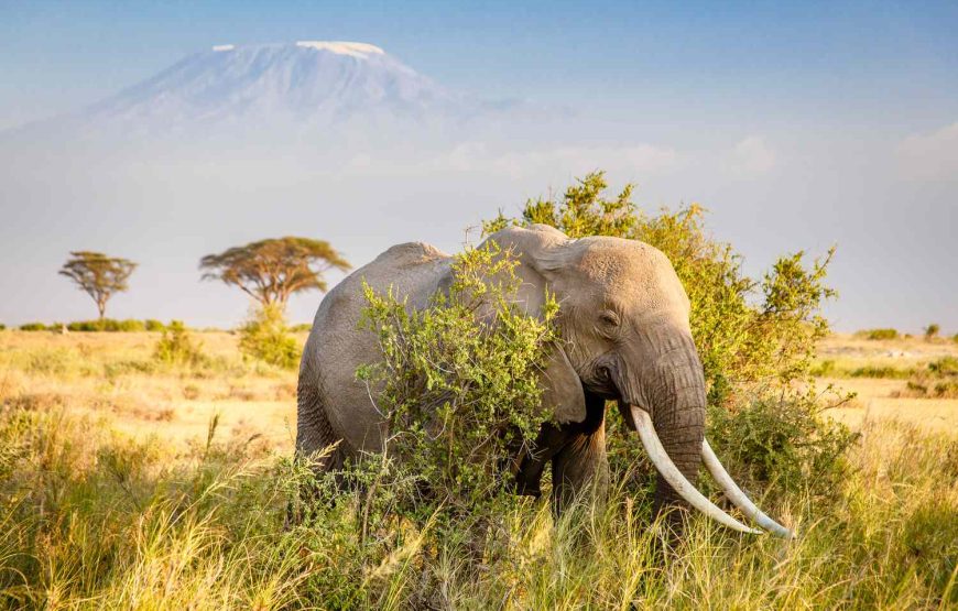 10 Day Great Tanzania and Zanzibar Safari (Luxury Lodging)