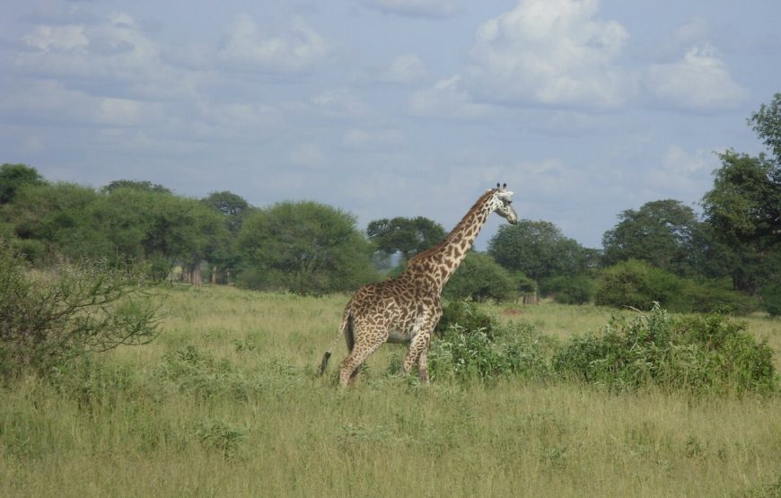 10 Day Great Tanzania and Zanzibar Safari (Luxury Lodging)