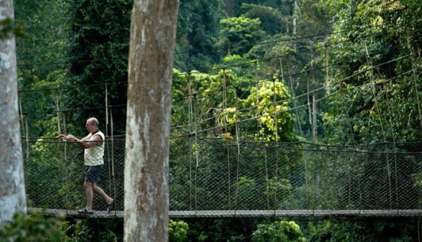 Ghana’s Unique Wildlife: From Forest Elephants to Treetop Canopies