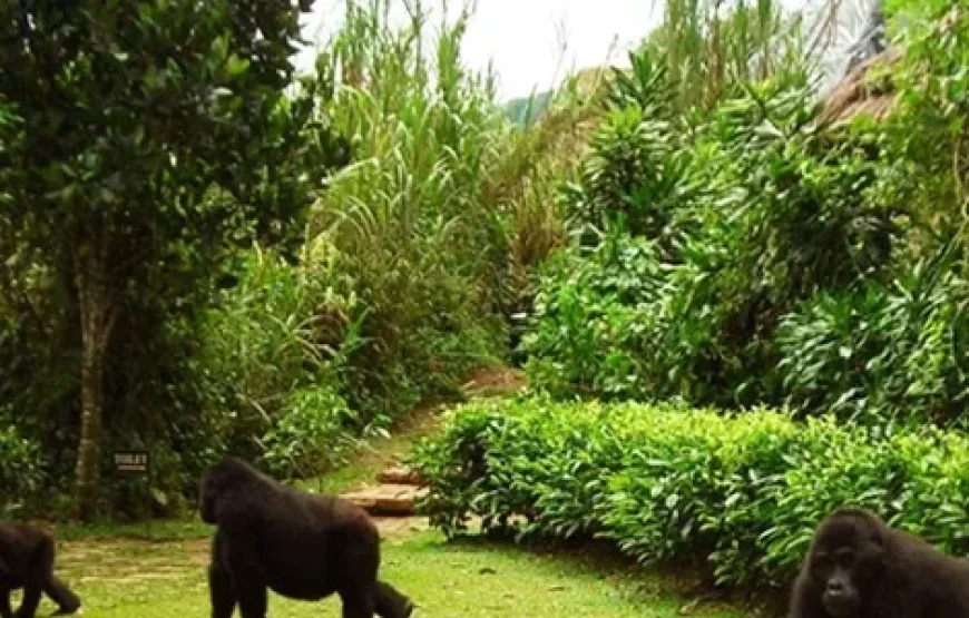 FLY-IN UGANDA GORILLA TREK