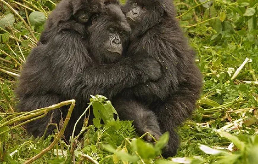 RWANDA GORILLA, COMMUNITY & CONSERVATION SAFARI