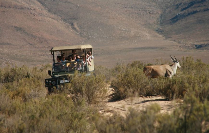 From Cape Town: Round-Trip to Aquila with Game Drive