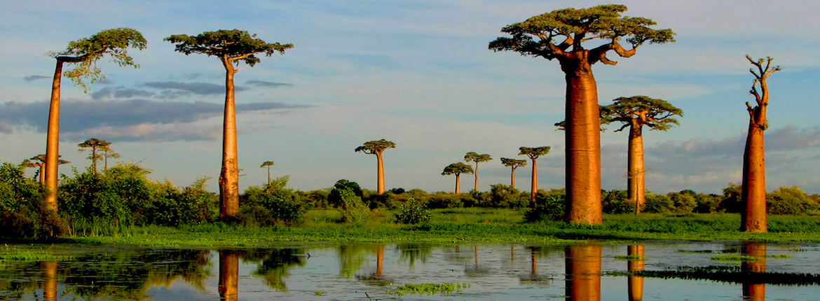 Discovering the Unique Flora and Fauna of Madagascar’s National Parks