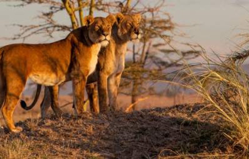 6-Day Calving Season and Wildebeest Migration in Dec-Apr