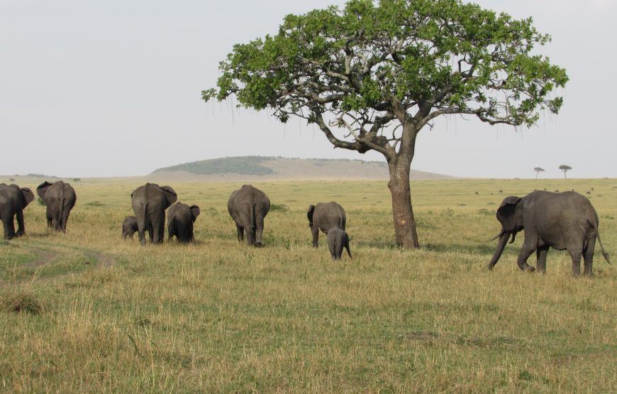 4 Days Tanzania Best Budget Safari