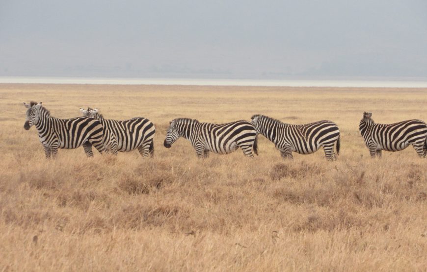 4 Days Tanzania Best Budget Safari