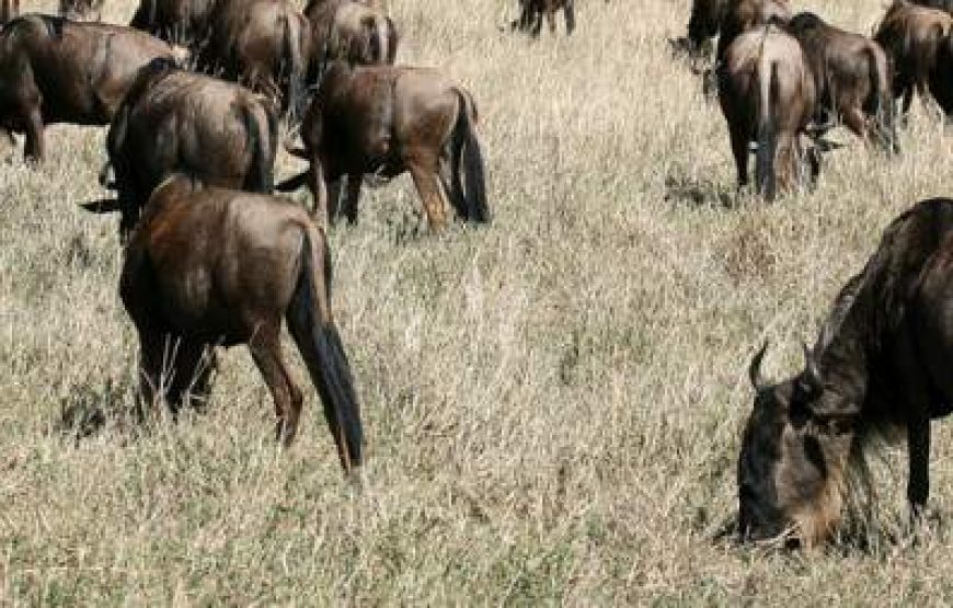 7-Day Tanzania Lodge Safari with Lake Natron