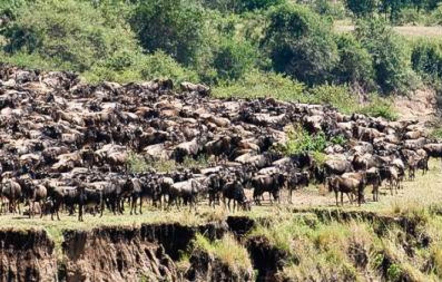 6-Day Calving Season and Wildebeest Migration in Dec-Apr