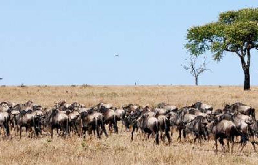 6-Day Tarangire, Ngorongoro and Serengeti Luxury Safari