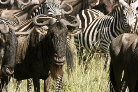 6-Day Calving Season and Wildebeest Migration in Dec-Apr