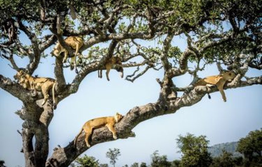 9-Day Special Offer to See Great Migration in Ndutu