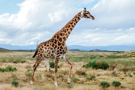 3-Day Serengeti 1 Night and Ngorongoro 1 Night Safari