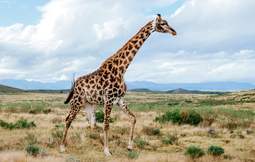 6-Day Tarangire, Serengeti, Ngorongoro and Manyara