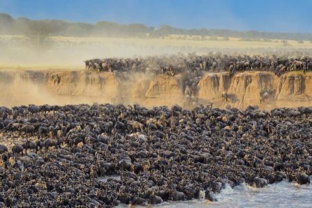 6-Day Migration Safari