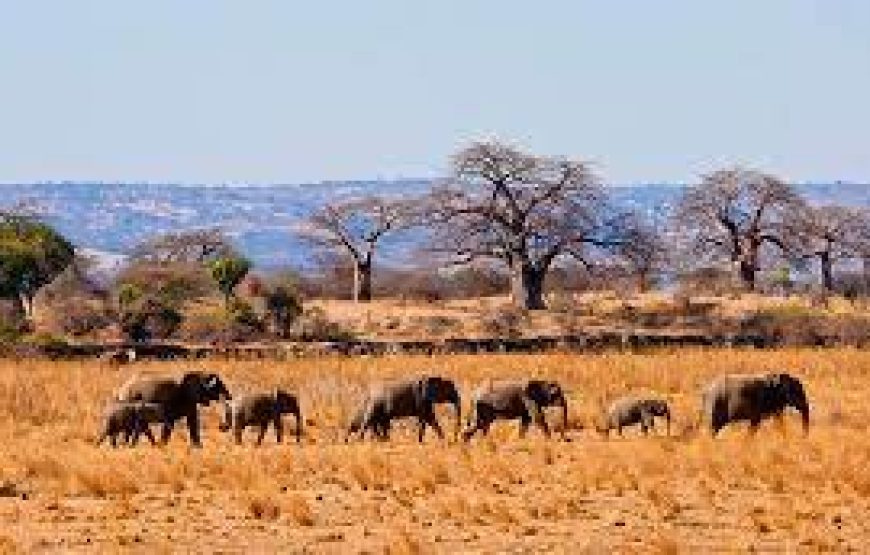 3-Day Ngorongoro Crater & Serengeti NP Camping Tour