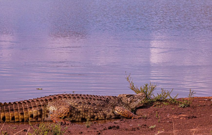 6-Day Safari to See Migration Crossing Mara River