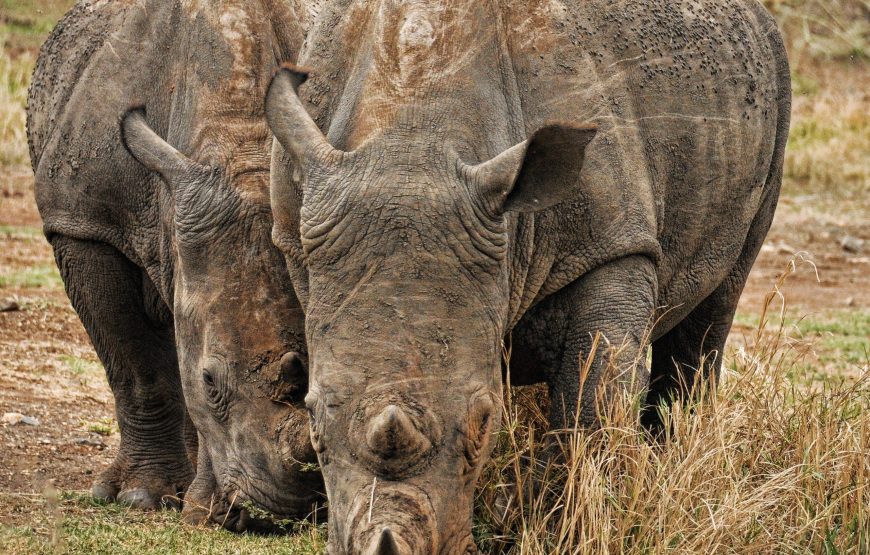 4-Day Lake Manyara Serengeti Ngorongoro