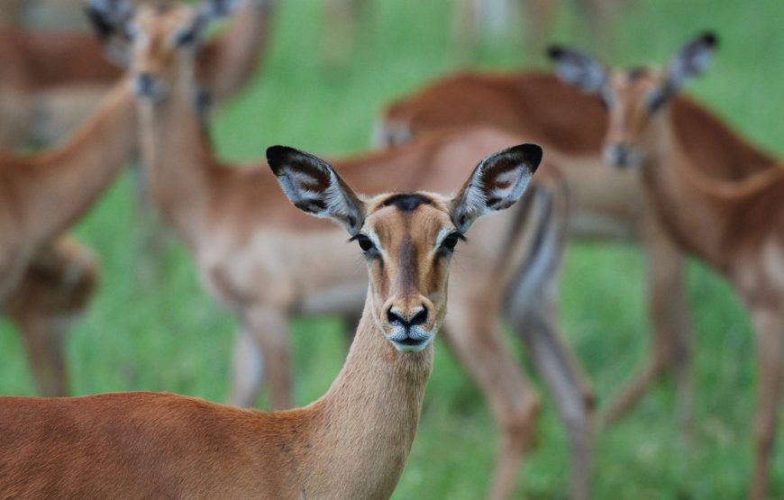 1-Day Trip to Ngorongoro Crater Tour