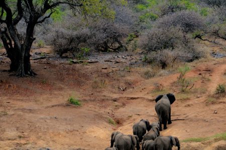 3-Day Ngorongoro Crater & Serengeti NP Camping Tour