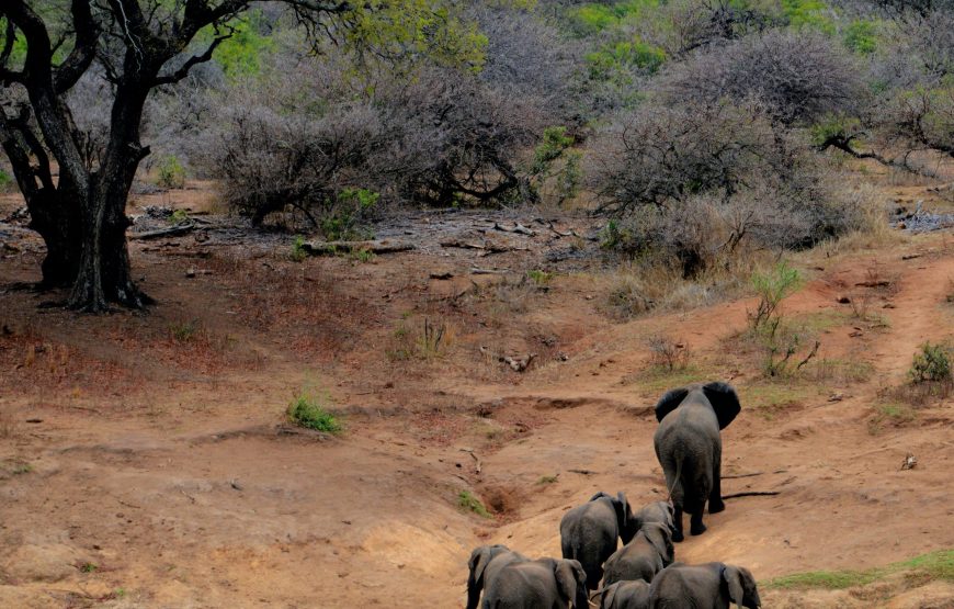 4-Day Lake Manyara, Crater, Serengeti, Mid-Range Tour