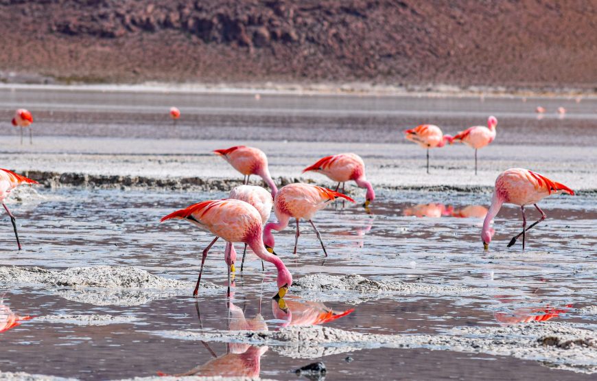 6-Day Tanzania Safari to See Gnu Crossing the River