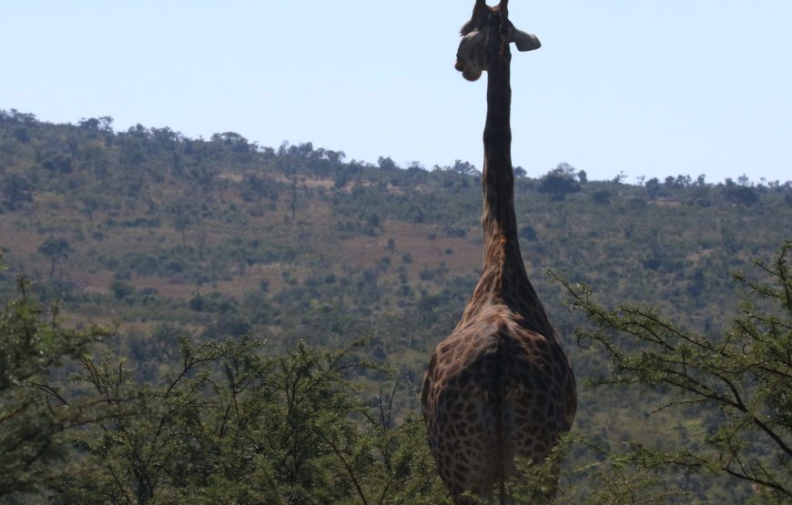 5-Day Kilimanjaro Adventure via Marangu Route