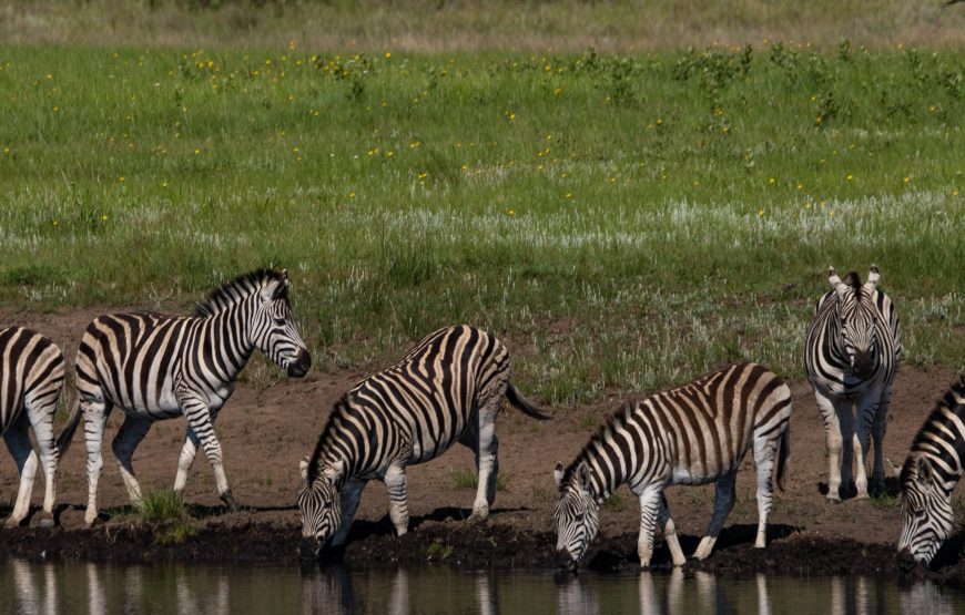 4 Day Manyara, Serengeti, Crater & Tarangire NP Camping