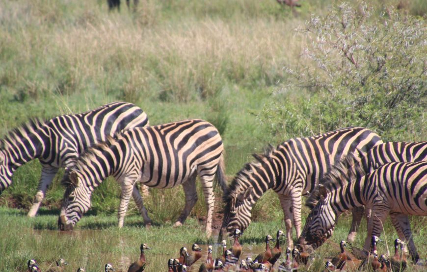 8-Day Kilimanjaro Adventure Lemosho Route