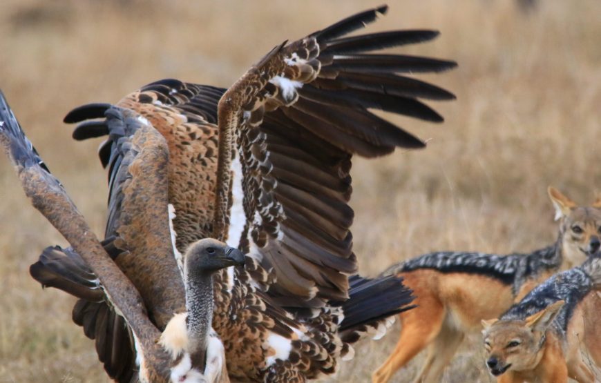 7-Day Safari to See Great Migration in Lake Ndutu