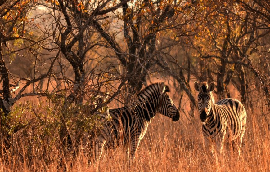 10 Days Luxury Safari To See Great Migration Crossing