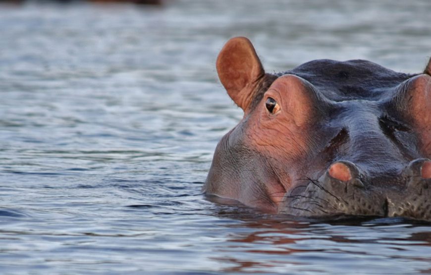 4-Day Lake Ndutu to See Calving Season