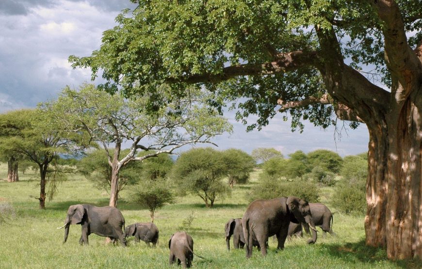 11-Day Tanzania Safari to See Migration and Chimpanze