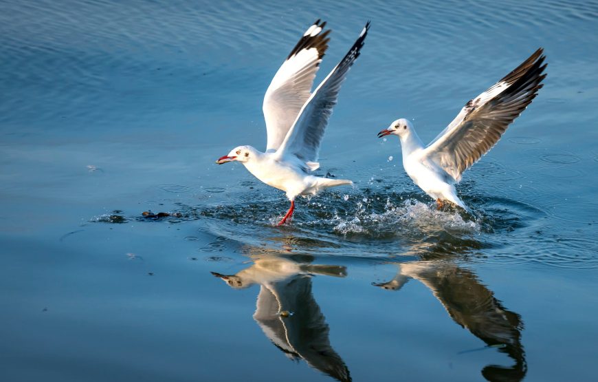 1-Day Tarangire Natioanal Park Adventure Trip