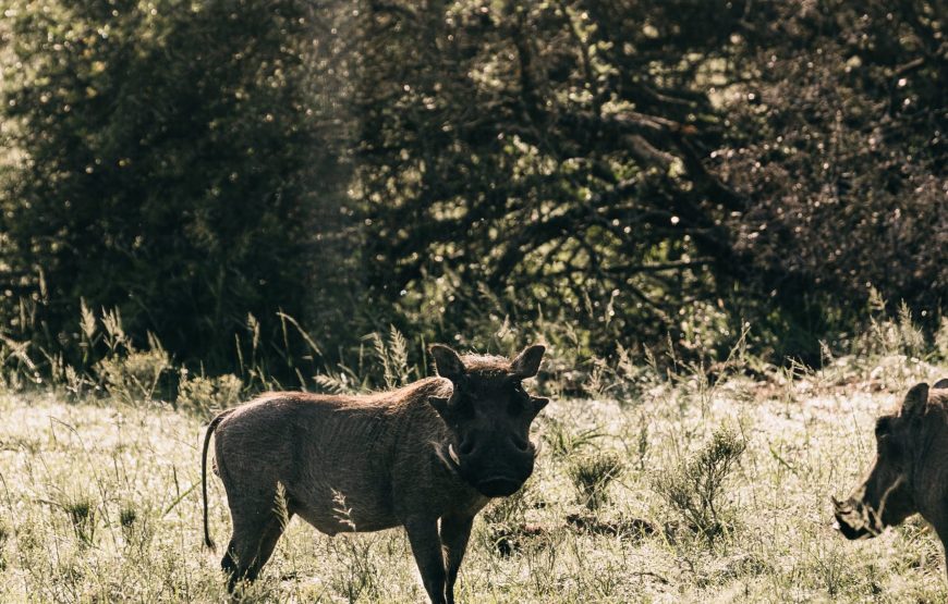 6-Day Tanzania Safari to See Gnu Crossing the River