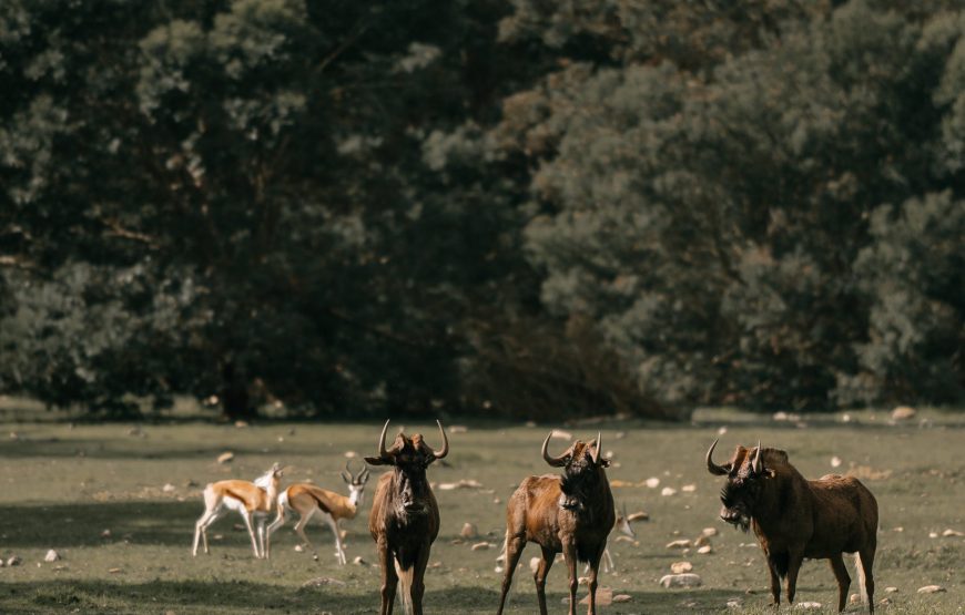 5-Day Tanzania Midrange Tour Manyara Serengeti Ngorongor