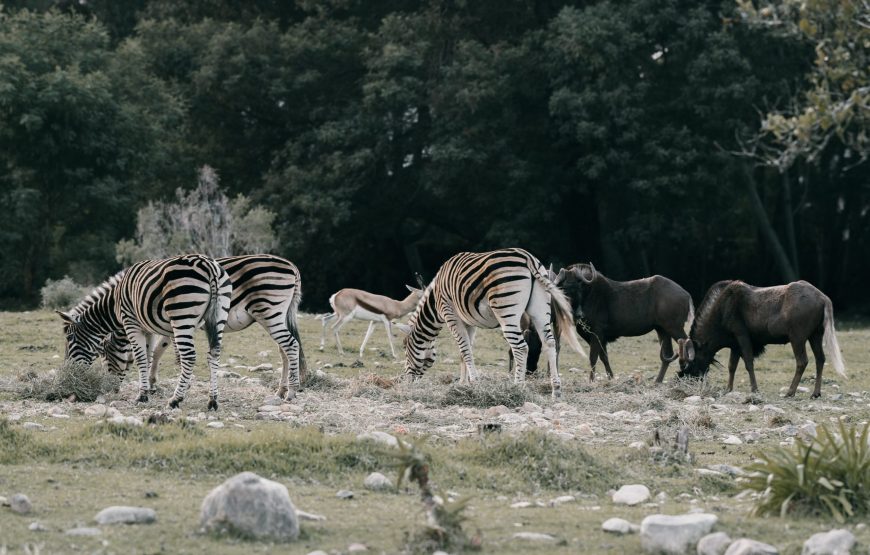 4-Day Lake Manyara Serengeti Ngorongoro