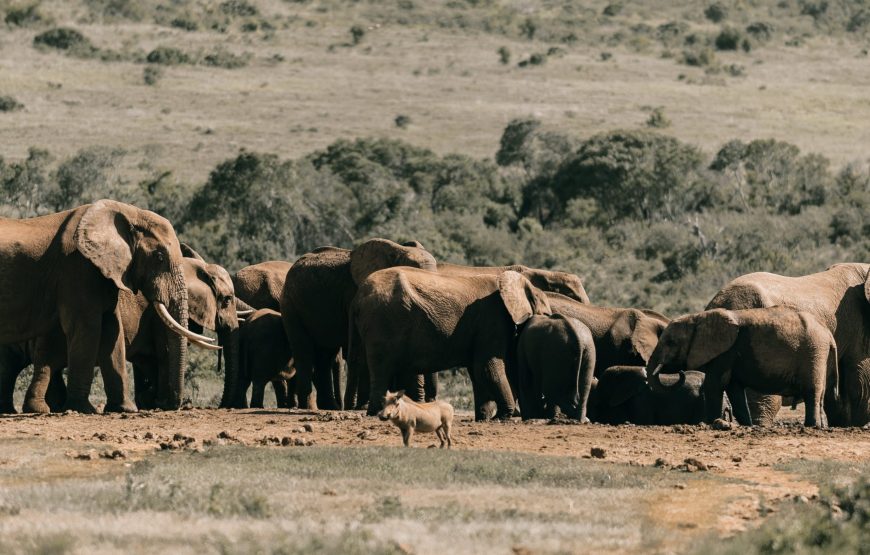 4-Day Lake Manyara Serengeti Ngorongoro