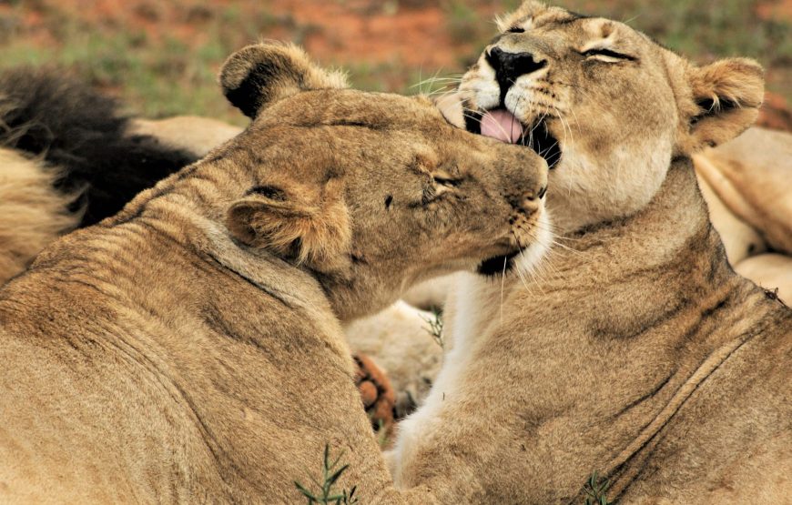 7-Day Trip to See Great Migration Crossing Mara River