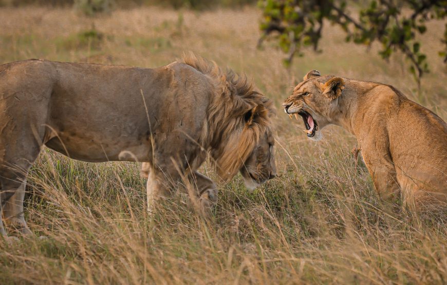 4-Day Tarangire, Serengeti and Ngorongoro