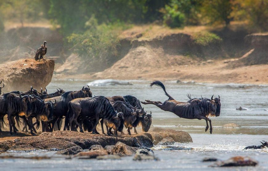 1-Day Ngorongoro Crater Vacation