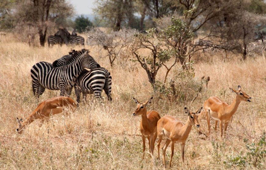 6 days safari (swala) :Tarangire, Ngorongoro crater, Serengeti, Lake Eyasi, Lake Manyara.