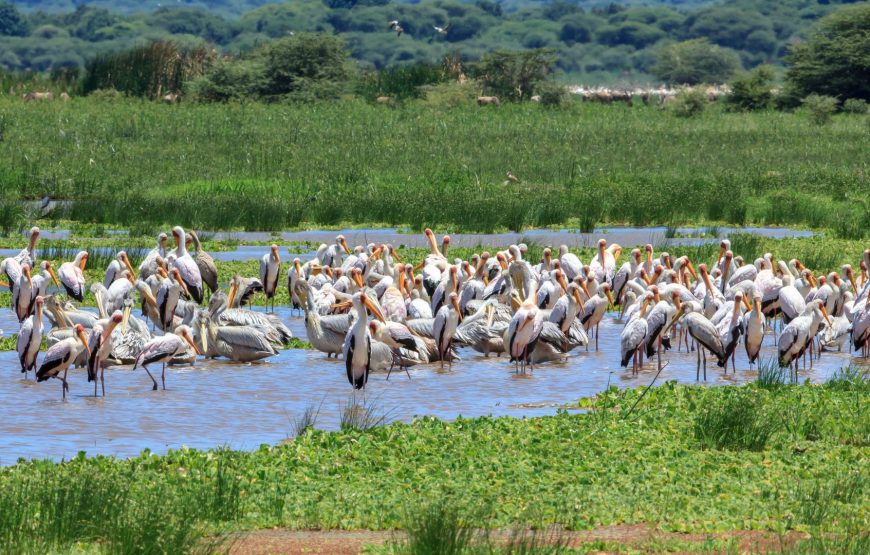 6 days safari (swala) :Tarangire, Ngorongoro crater, Serengeti, Lake Eyasi, Lake Manyara.