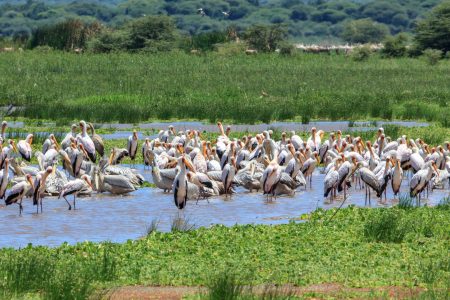 5 days safari (nyani)